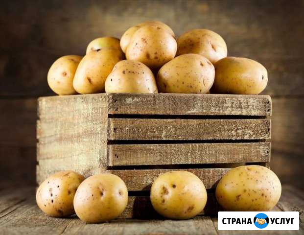 Овощи Картофель Балаково - изображение 1