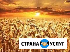 Купить зерно Щигры - изображение 1
