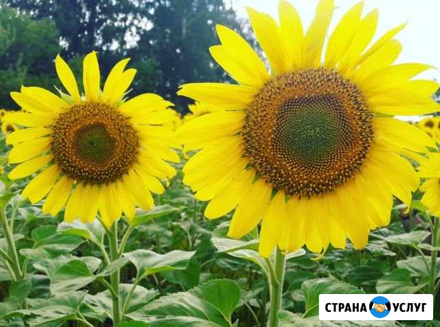 Переработка семян подсолнечника Федоровка - изображение 1