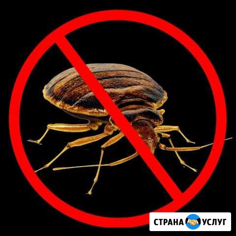 Уничтожение клопов,тараканов,блох,и др Брянск - изображение 1