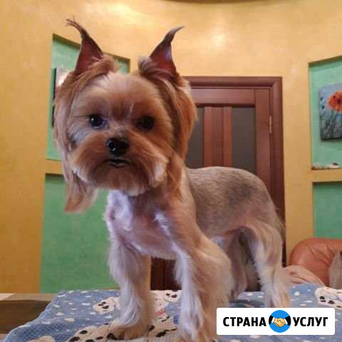 Стрижка, тримминг собак (Ростов-на-Дону) Ростов-на-Дону - изображение 1