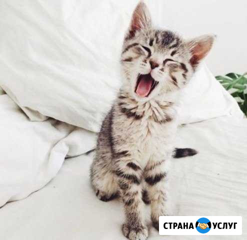 Домашняя передержка кошек и котов Пушкин - изображение 1