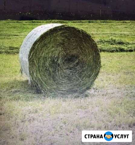 Сено Челно-Вершины - изображение 1