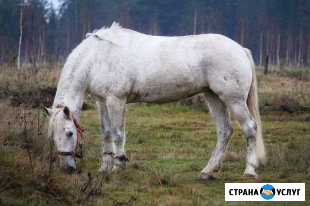 Катание на лошадях Дедовск - изображение 1