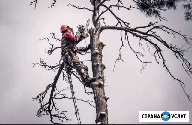 Спил деревьев, кусты Псков - изображение 1