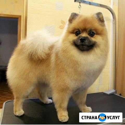 Стрижка собак и кошек в г. Белорецк Белорецк - изображение 1