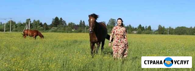 Занятия с лошадью без верховой езды Токсово - изображение 1