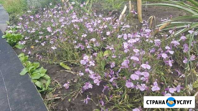 Озеленение, посадка цветов Железногорск - изображение 1