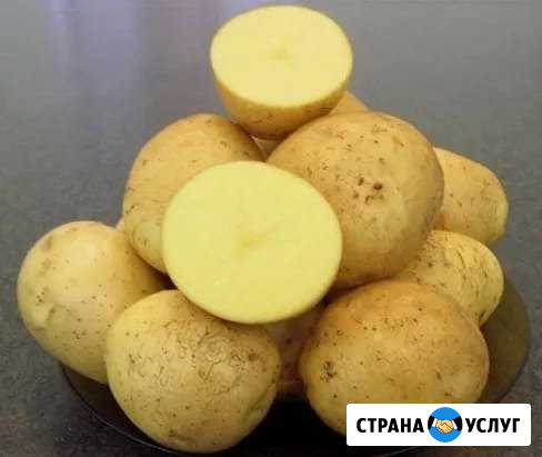 Картофель крупный, картошка, доставка Прокопьевск - изображение 1