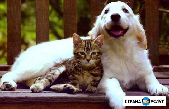 Передержка животных на время отъезда Сыктывкар - изображение 1