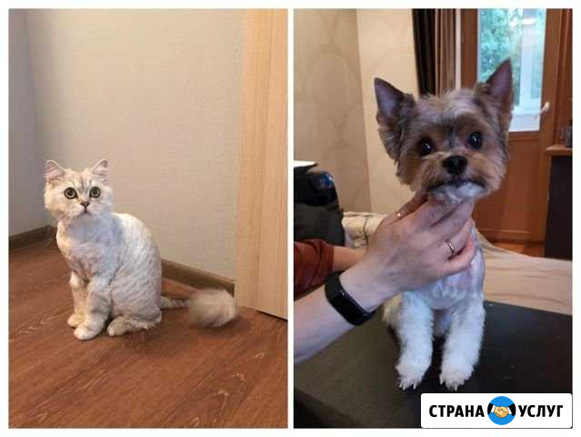 Стрижка кошек и собак Санкт-Петербург - изображение 1