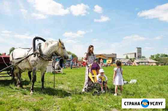 Пони лошадь ослики Арамиль