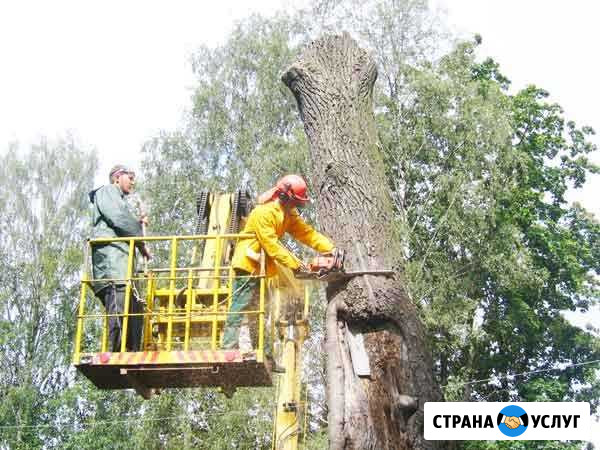 Спил деревьев и покос травы Пятигорск - изображение 1