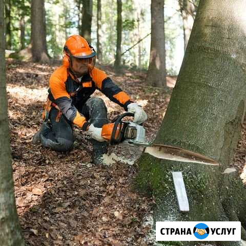 Спил деревьев Челябинск - изображение 1