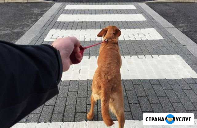 Выгул собак Волгоград - изображение 1