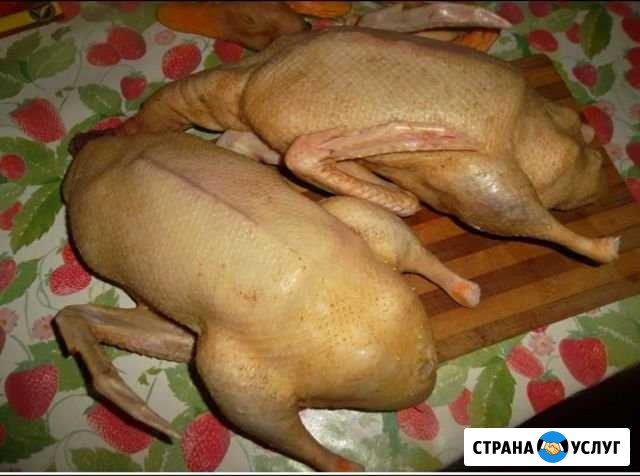 Мясо домашней утки фаворит Северная - изображение 1
