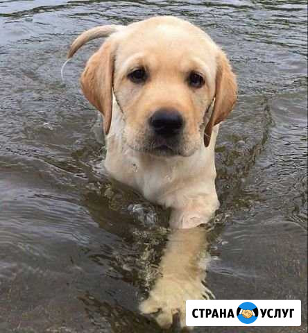 Выгульщик собак Пермь - изображение 1