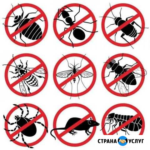 Уничтожение насекомых клопов тараканов Добрянка Добрянка - изображение 1