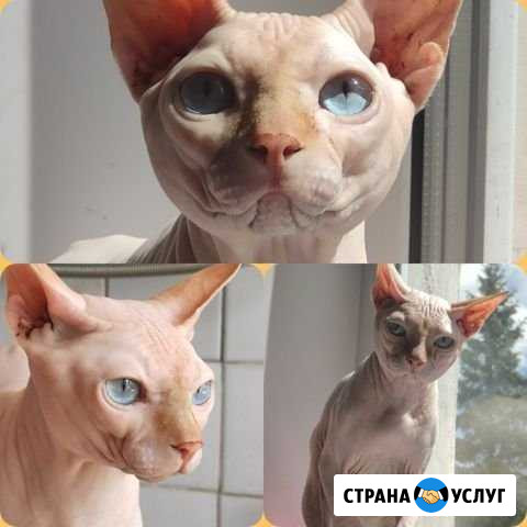 Вязка.Сфинкс Великий Новгород - изображение 1