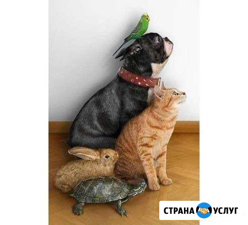 Ветеринарный врач Омск - изображение 1