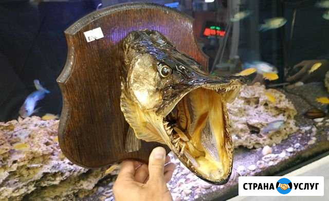 Чучело щуки Иваново - изображение 1
