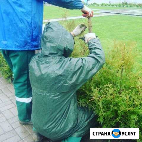 Уход за садом Кузьмоловский - изображение 1