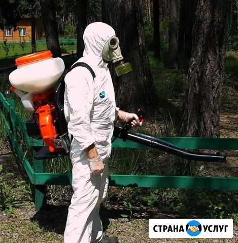 Дезинфекция уничтожение насекомых грызунов запахов Санкт-Петербург - изображение 1