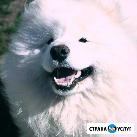 Кобель Самоедской собаки для вязки Лежнево - изображение 1