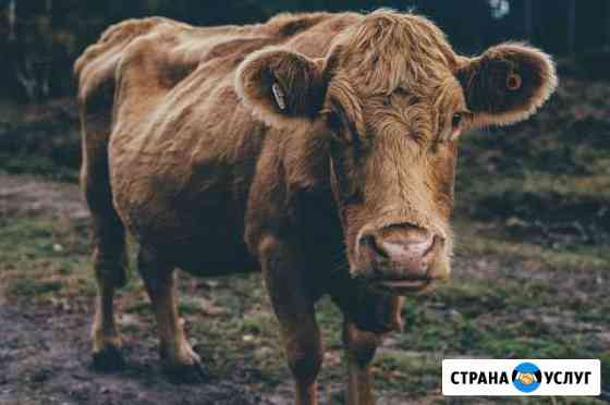 Убой крс с выездом Чапаевск