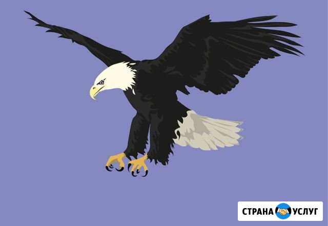 Illustrator делаю рисунки иллюстрации векторной гр Глазов - изображение 1