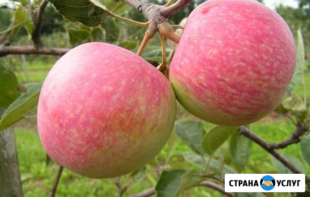 Яблоки Наливные Горно-Алтайск - изображение 1