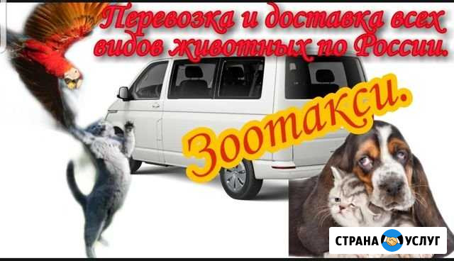 Зоотакси. перевозка всех видов животных Выселки - изображение 1