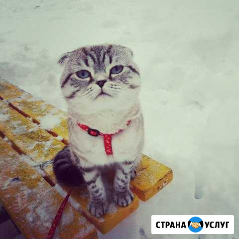 Кот на вязку,голубоглазый кот шотландской породы Чебоксары - изображение 1