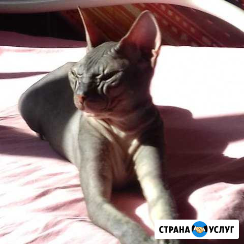 Донской сфинкс Нижний Тагил - изображение 1