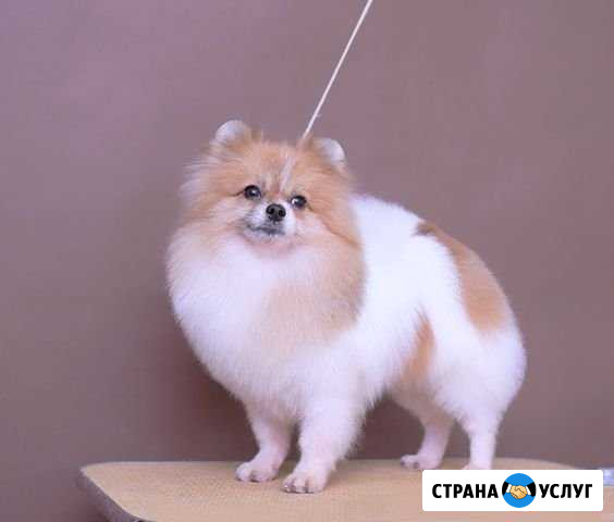 Стрижка собак и кошек (груминг) Ярославль - изображение 1