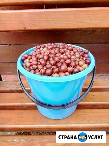 Крыжовник розовый Иваново - изображение 1