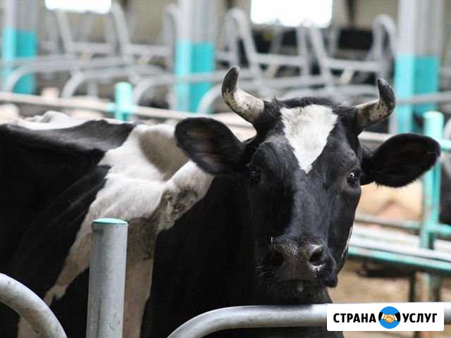 Искусственное осеменение коров Юрга - изображение 1