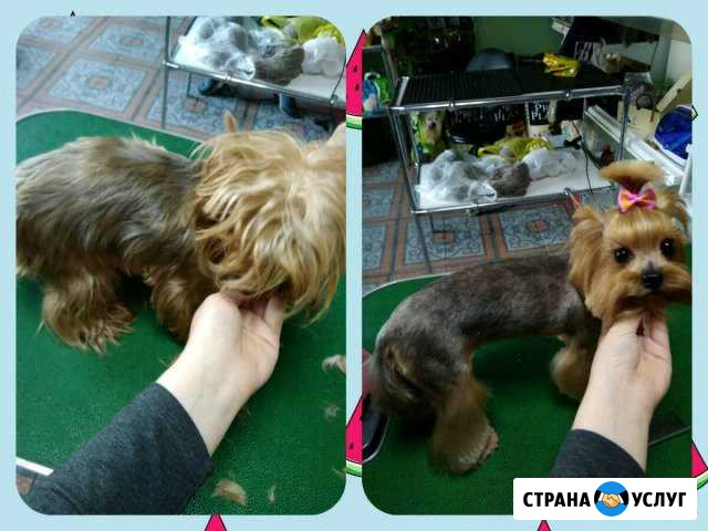 Стрижка собак Абакан - изображение 1