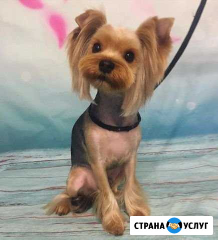 Стрижка кошек и собак Первоуральск - изображение 1