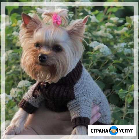 Выгул собак Волжск - изображение 1