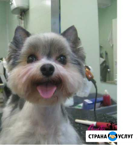Груминг собак и кошек Углич - изображение 1
