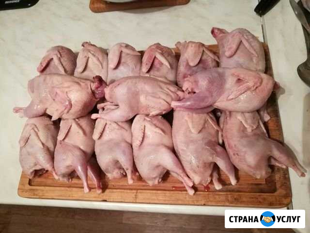 Мясо домашних петушков Курск - изображение 1