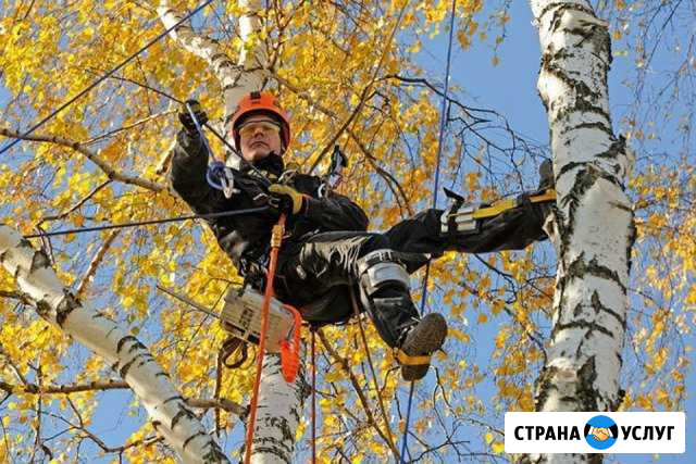 Профессиональный спил деревьев любой сложности Тверь - изображение 1