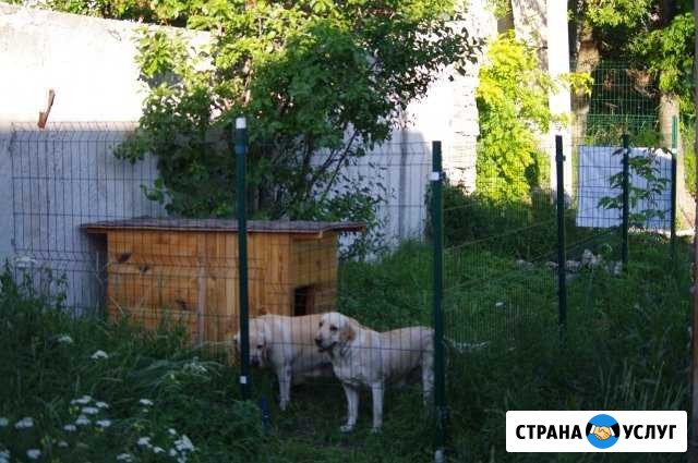 Передержка собак, гостинница для животных Симферополь - изображение 1
