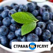 Черника Тверь - изображение 1