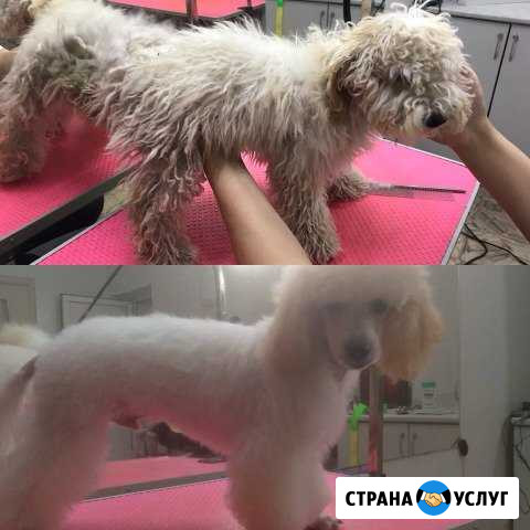 Стрижка собак и кошек хвоsтатый модник Усолье-Сибирское - изображение 1