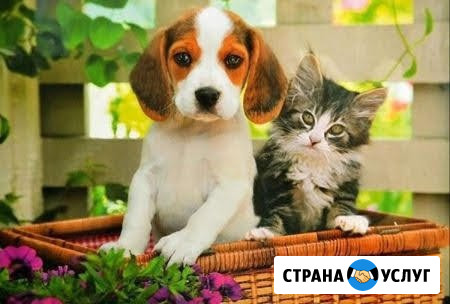 Передержка домашних животных Брянск - изображение 1