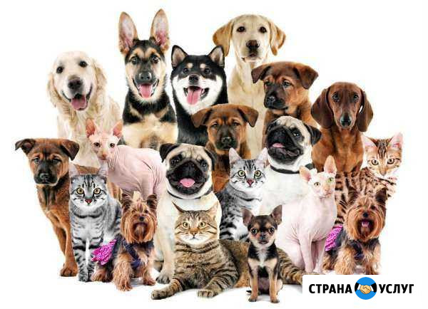 Передержка животных Бирск - изображение 1