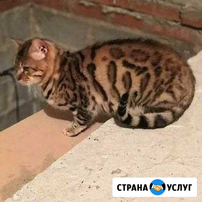 Вязка бенгал Армавир - изображение 1