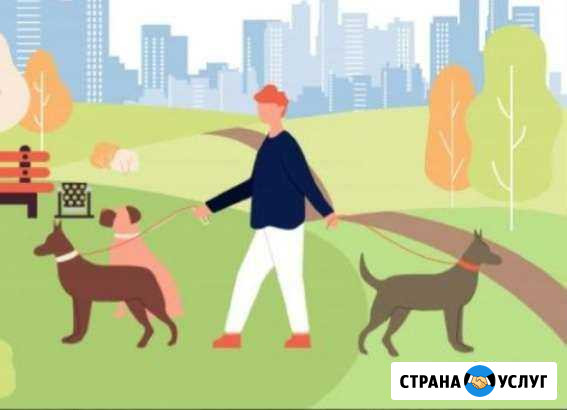 Выгул собак Сочи - изображение 1